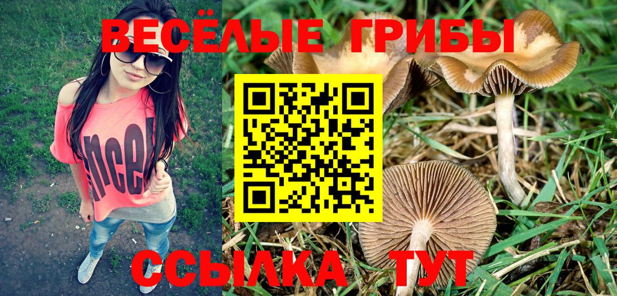 Псилоцибиновые грибы Psilocybine cubensis Мичуринск